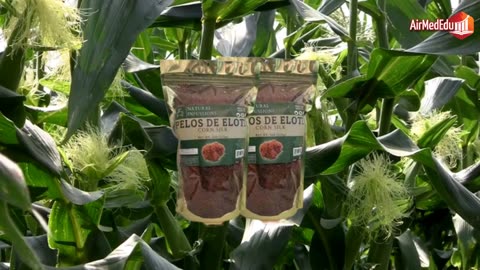 25 Beneficios del Té de Pelos De Elote en el Organismo