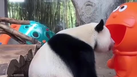 Funny panda #panda #panda🐼 #cute #pandas #funny #funnyvideos