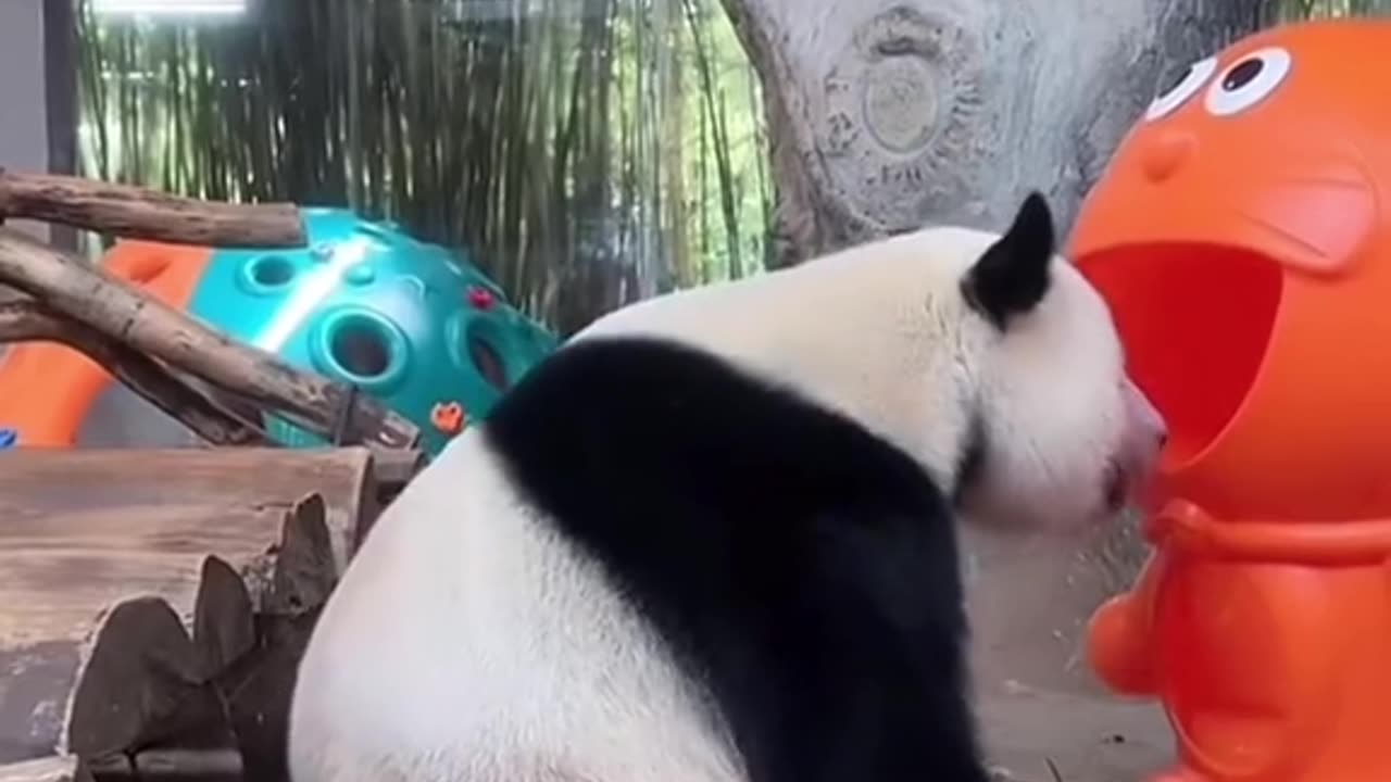 Funny panda #panda #panda🐼 #cute #pandas #funny #funnyvideos