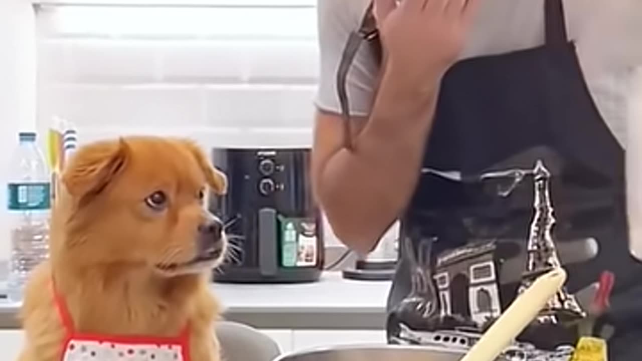 Pet friendly dog part _8 _funny _funnypetsmoments _doglover _pets _petlaughs _petowner _funnyvideo