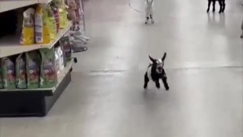 jump-kickstart..🐐😅