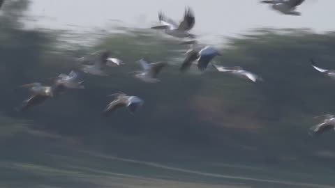 Birds Flying