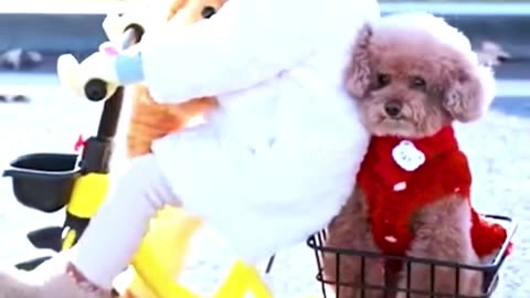 The Animal Who Loved Unconditionally
