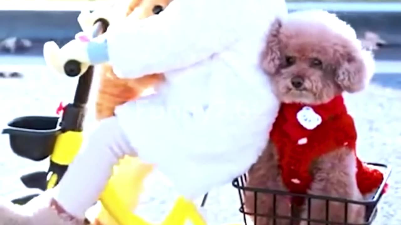 The Animal Who Loved Unconditionally