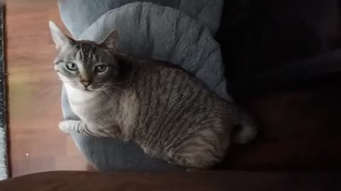 Watch This Cat Melt Into the Fluffy Cat Bed — Pure Cozy Vibes