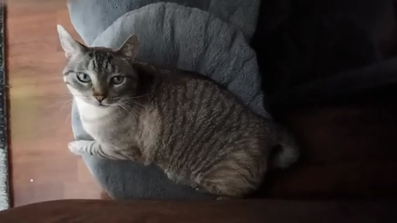 Watch This Cat Melt Into the Fluffy Cat Bed — Pure Cozy Vibes