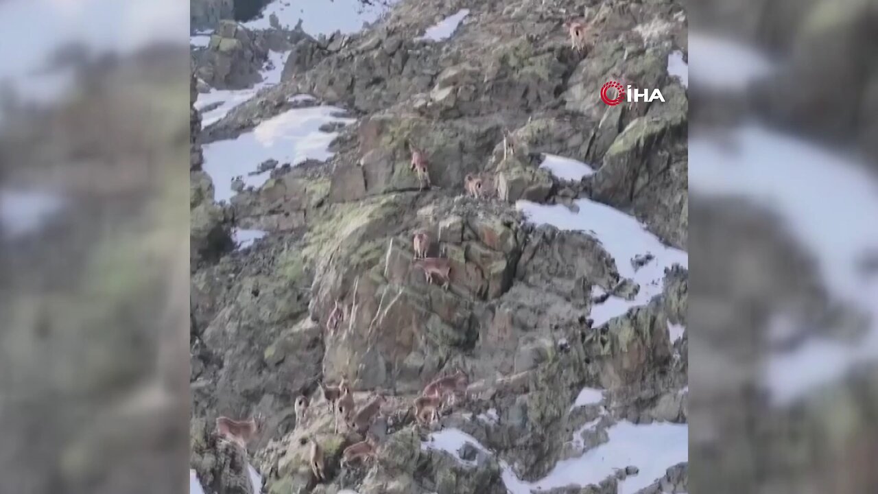 Erzincan’da dağ keçileri havadan görüntülendi
