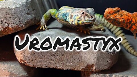 Uromastyx Care Guide