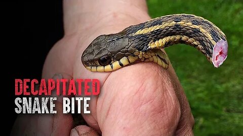 How Did This Rattlesnake Deliver a Lethal Bite After Being Decapitated?.