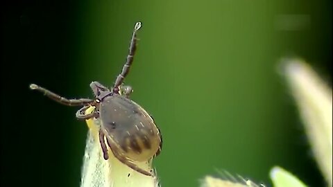 2014 Lyme Disease A Silent Epidemic