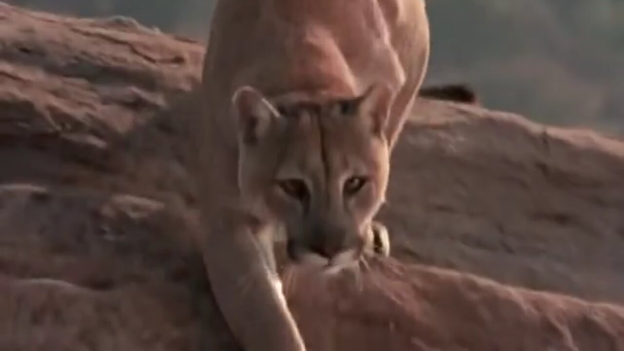 Ghost Story-Circle of Fear—Cry of the Cat