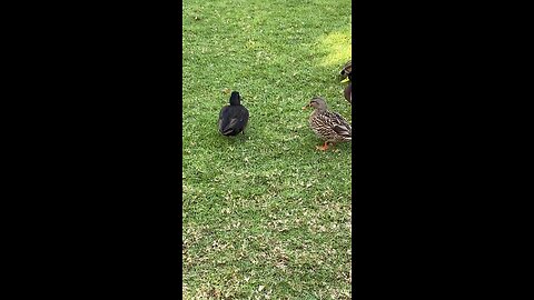 Mallard Ducks 🦆 #mallardducks #ducks #duck #followme #shorts #viral #trending