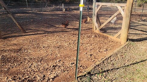 Trying to figure out which hens are laying colored eggs.