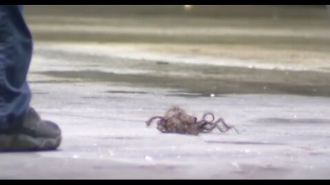 Time to Play "Is This Blacks?". (Suspected Tumble Weave)