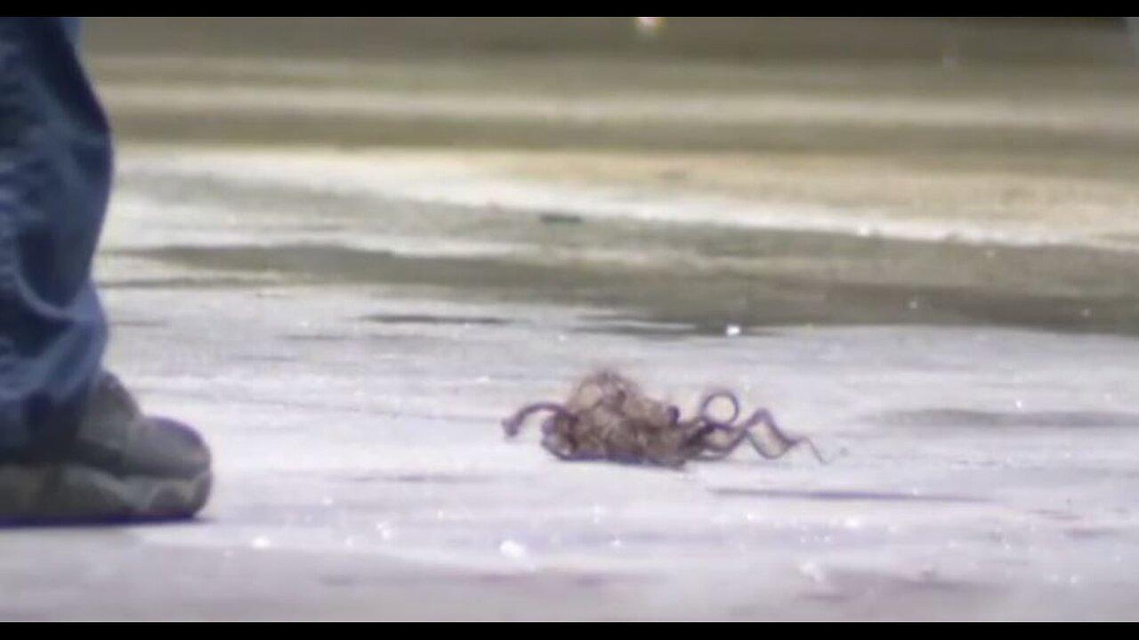 Time to Play "Is This Blacks?". (Suspected Tumble Weave)