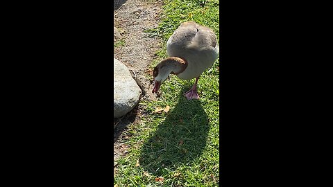 Egyptian Goose 🪿 #egyptiangoose #followme #viral #trending #shorts #goose