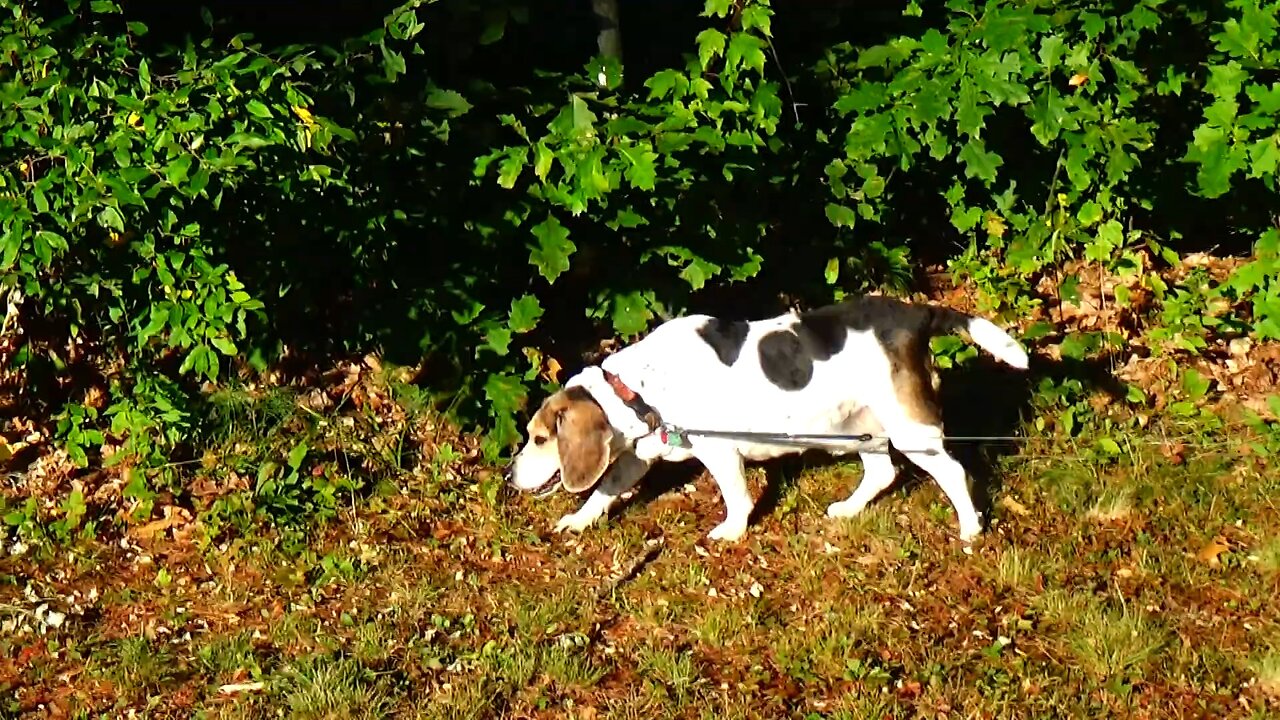 Bandit