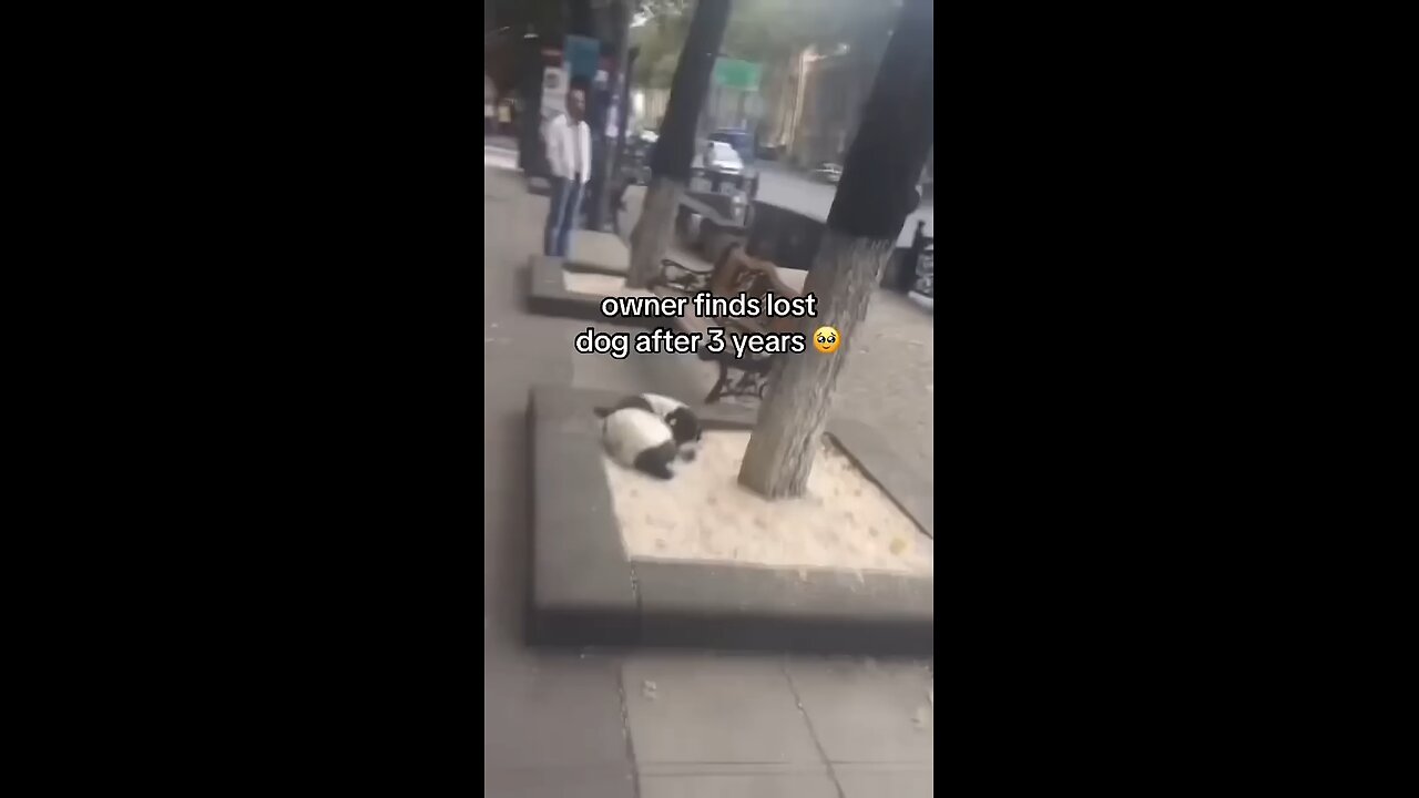 Owner find his dogs after 3 months