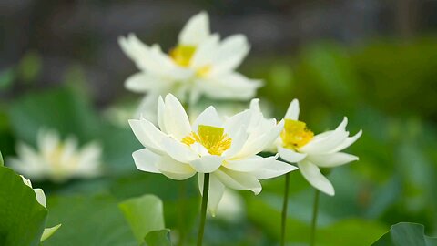 "Elegance in bloom: White lotuses rising above the water, a symbol of purity and enlightenment."