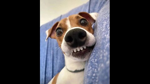 Crazy Funny Dogs That Will Make You Laugh Nonstop 🐶🤣
