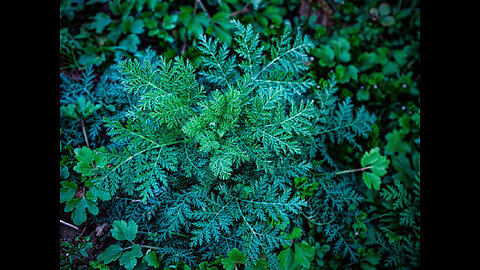 Novel Food: Wie man Pflanzen leise verschwinden lässt