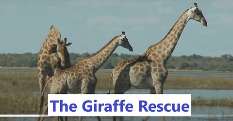 The Giraffe Rescue: A River's Peril