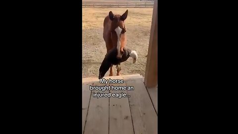 A Horse Helps an Injured Eagle - A Touching Story of Friendship