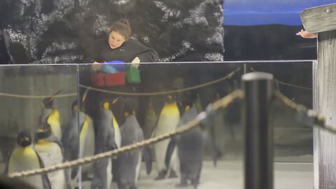 Feeding penguins