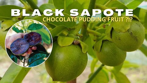 Health benefits of sapote fruit. #BoostImmunityNaturally #SkinCare