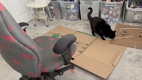Cute Precious Piper Has Play Time with a Box - My Adopted Shelter Cat Vlog