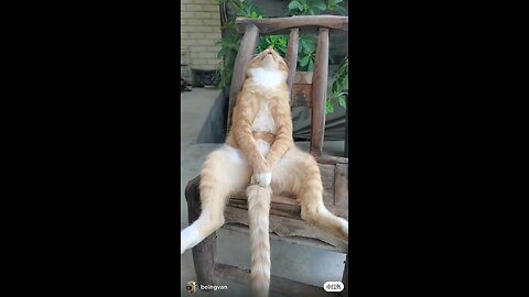 "Epic Cat Fails & Funny Moments | Try Not to Laugh 😂🐾"