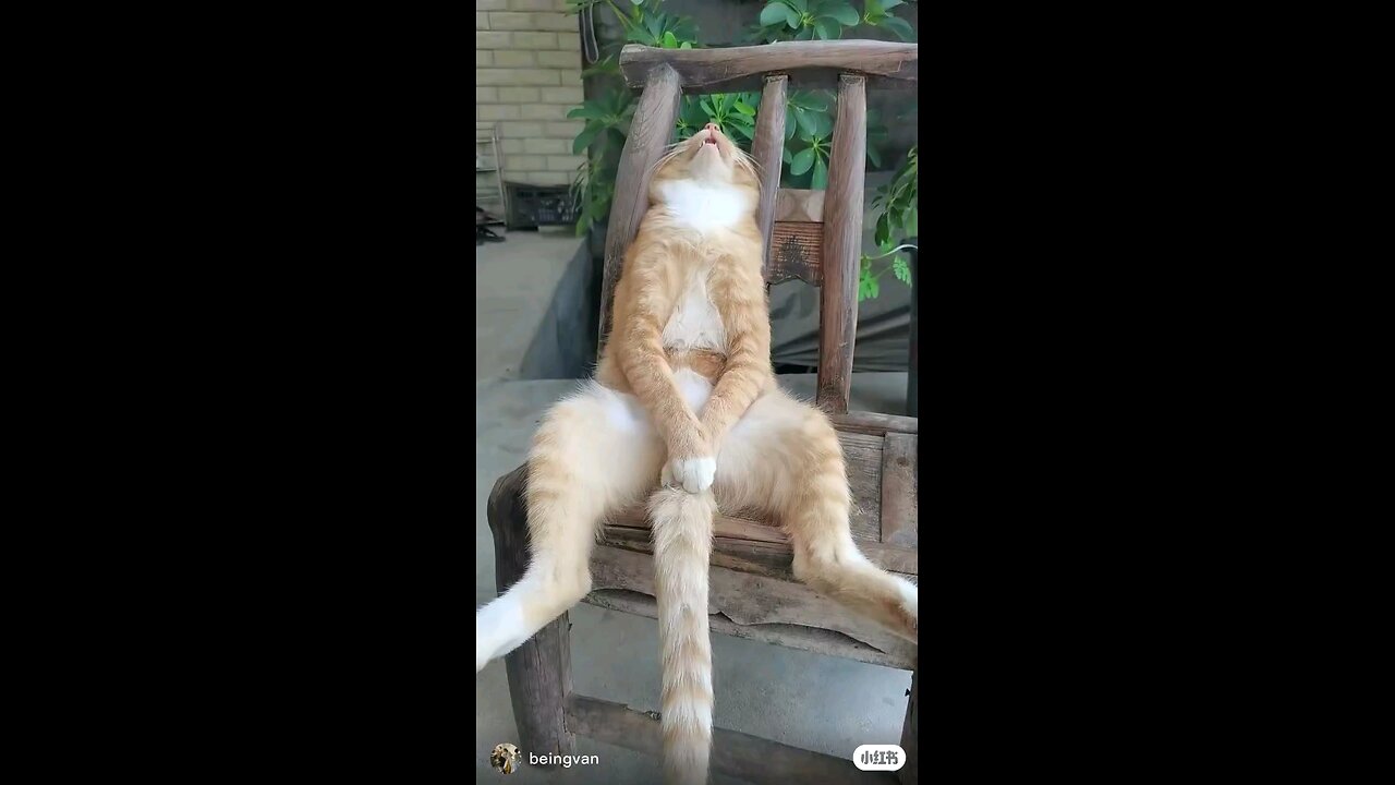 "Epic Cat Fails & Funny Moments | Try Not to Laugh 😂🐾"