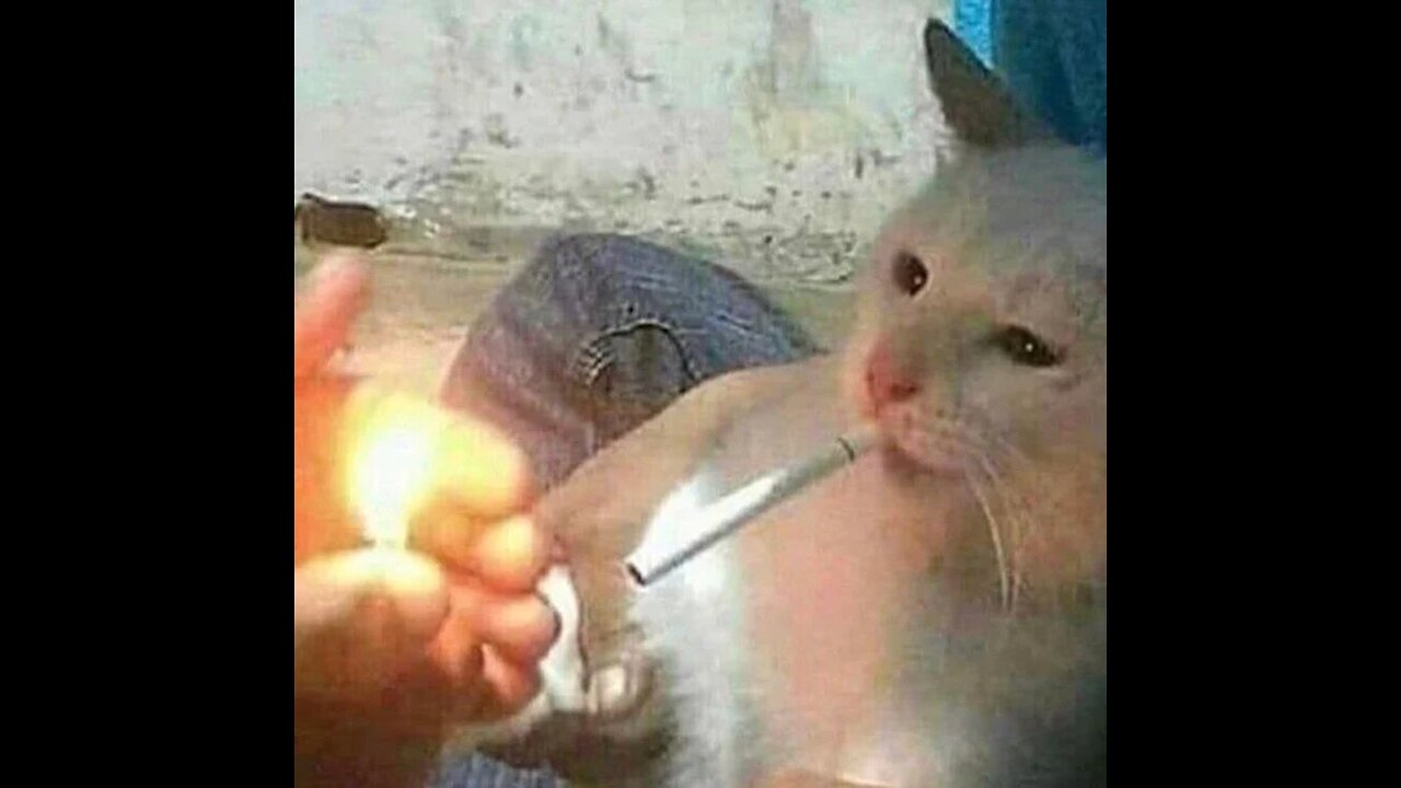 Tricking the enemy into fighting on your own terms, Special Forces, GWOT Afghanistan. #specialforces