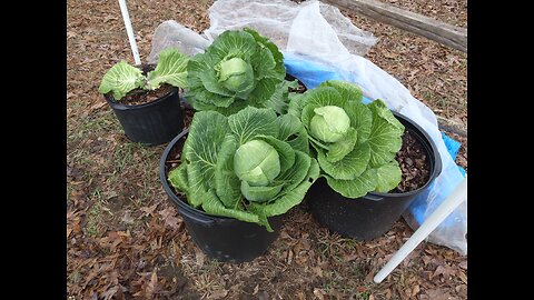 December Cabbage Harvest 12/8/25