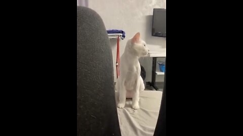 Wait For End 🫡/ This Cat 🐈 Got A Dance Move