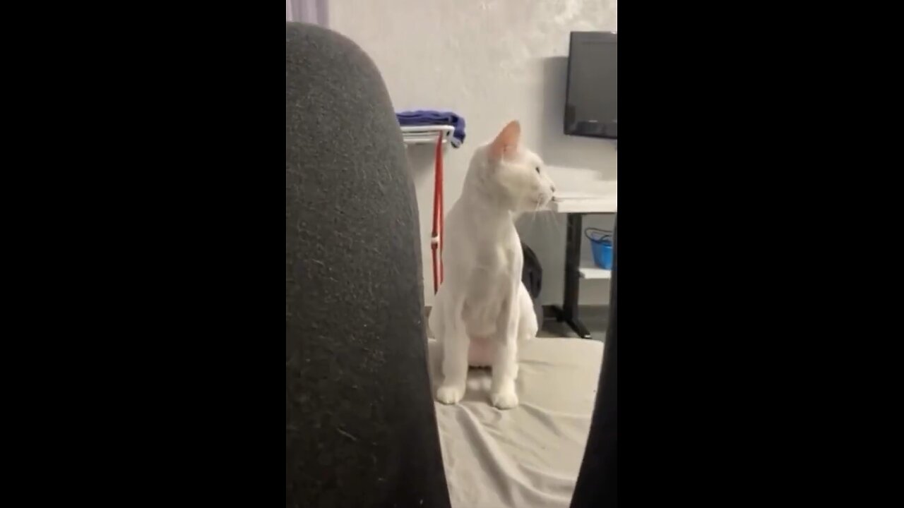 Wait For End 🫡/ This Cat 🐈 Got A Dance Move