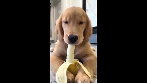 Dog funny moments 🤣🤣