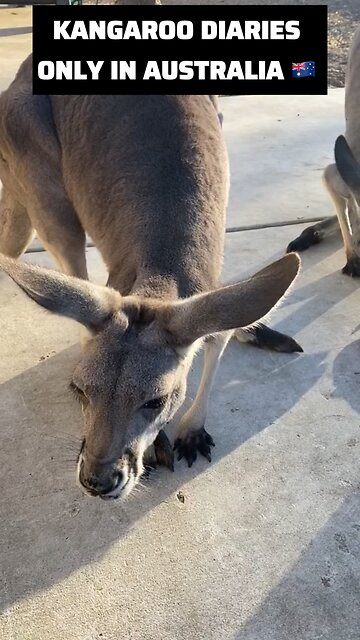 Kangaroo diaries only in Australia 🇦🇺