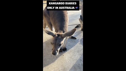 Kangaroo diaries only in Australia 🇦🇺