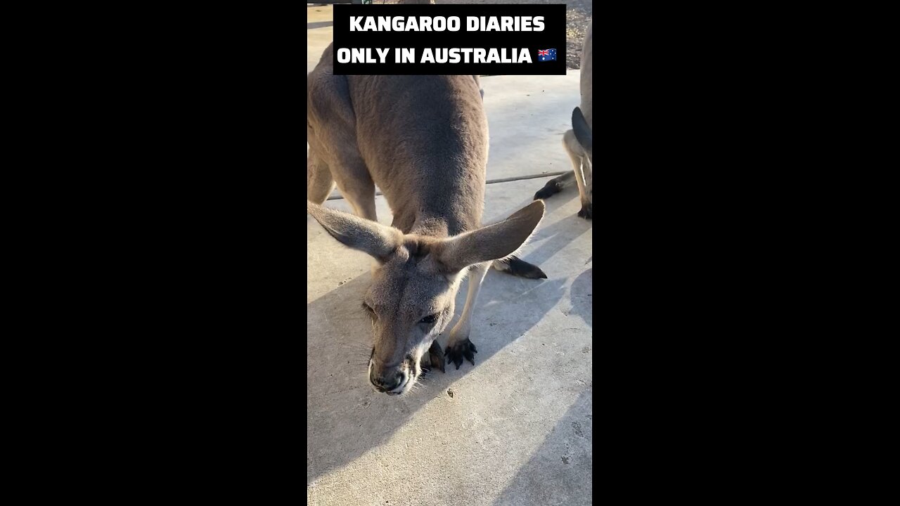 Kangaroo diaries only in Australia 🇦🇺