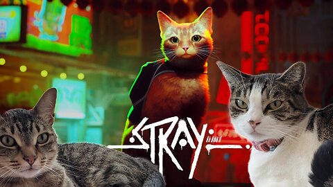 Complete STRAY Playthrough