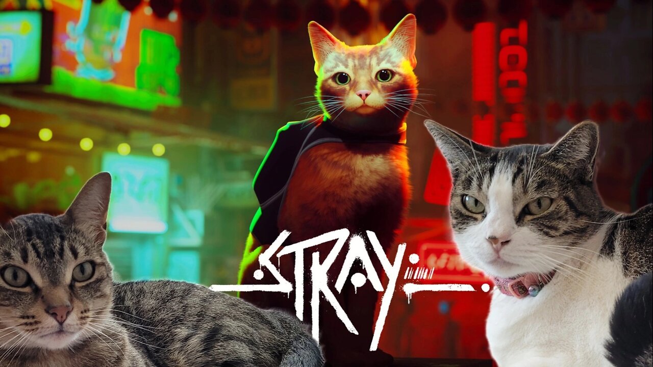 Complete STRAY Playthrough