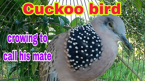 The cuckoo bird crows to call its mate