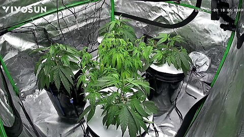 Vivosun 4x4 Pro Setup , DWC Purple Magik