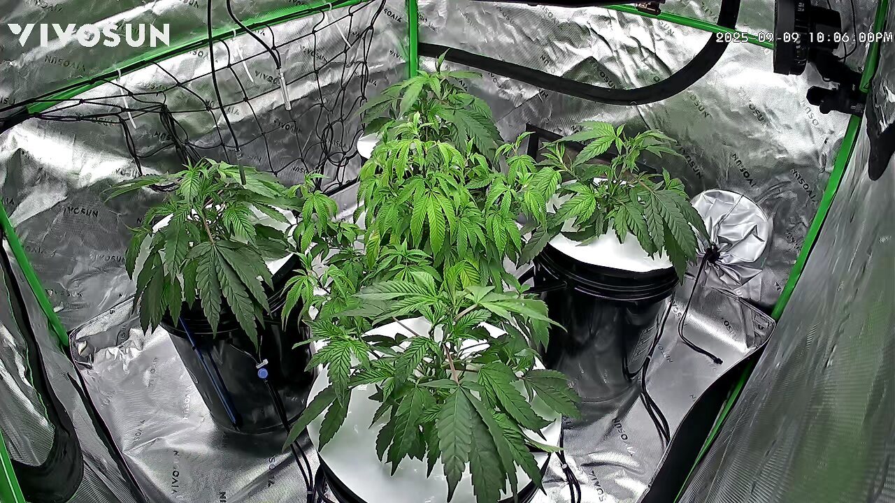 Vivosun 4x4 Pro Setup , DWC Purple Magik
