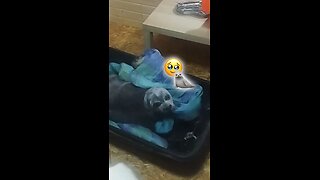 Rescatan a una foca herida en una ciudad rusa y la liberan en el mar