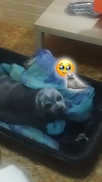 Rescatan a una foca herida en una ciudad rusa y la liberan en el mar