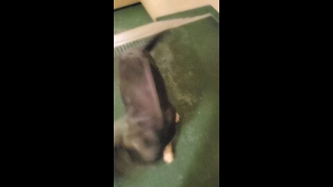 It's Dang dog