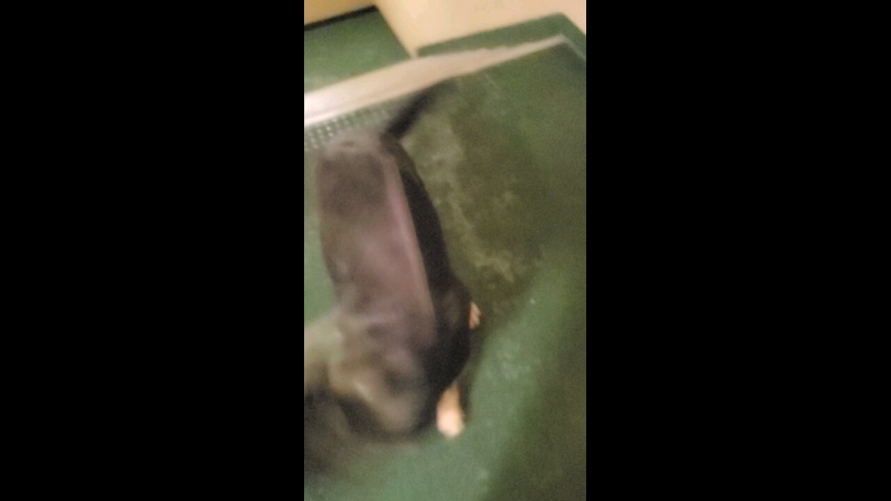 It's Dang dog