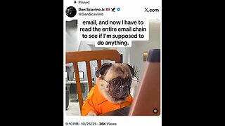 Cute Doggie! Love Pugs: Dan Scavino sending dog 🐶 comm? (9:10pm 14sec 10.25.25)